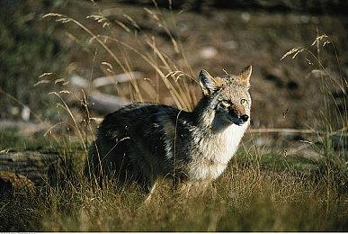 《怪物猎人：荒野》更新出新bug 进帐篷换衣服竟会崩溃