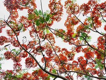 《地平线：零之曙光重制版》获Steam Deck验证引玩家不满